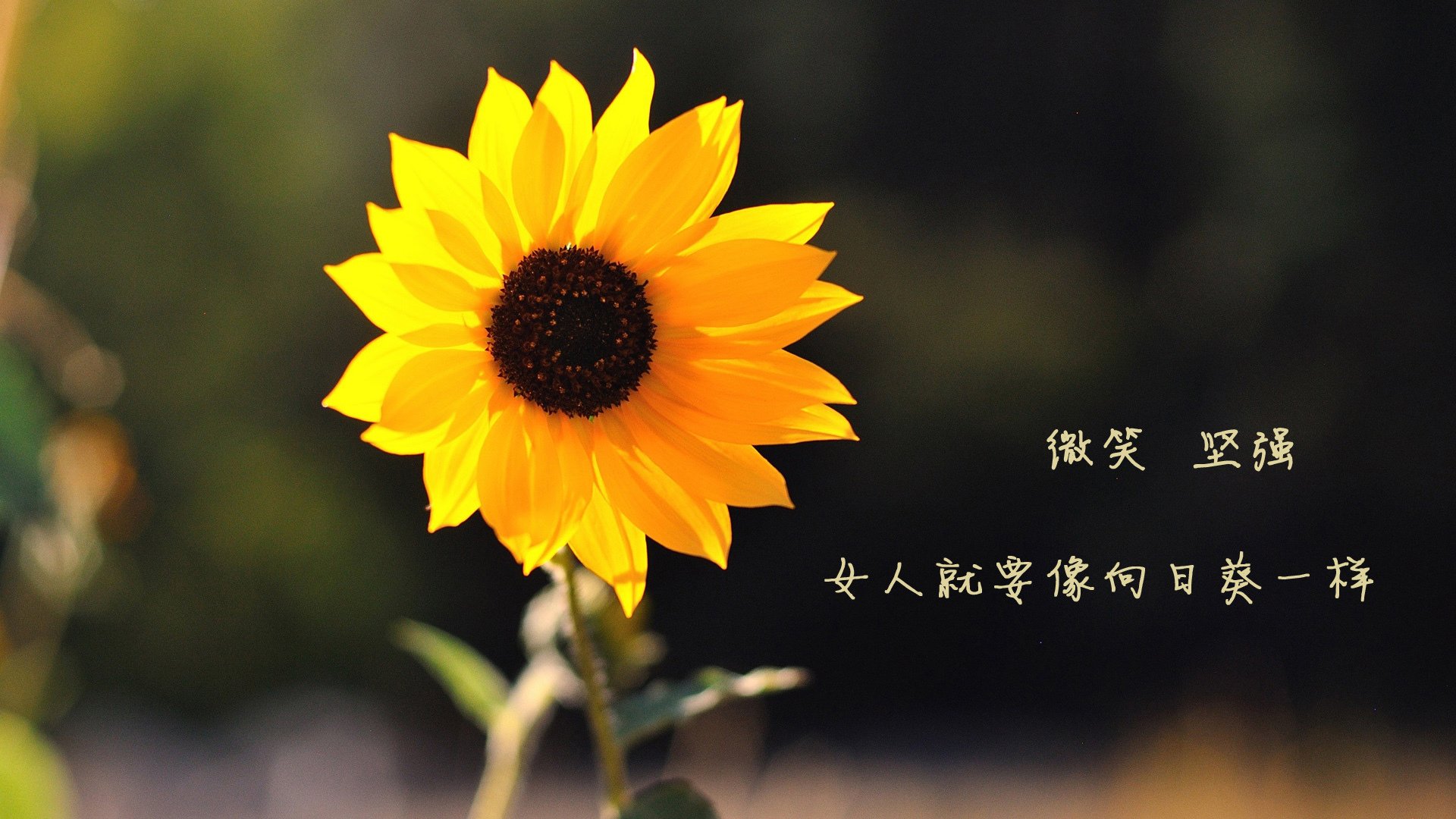 “德甲攻防大战：激烈对抗彰显球队实力”，德甲intro