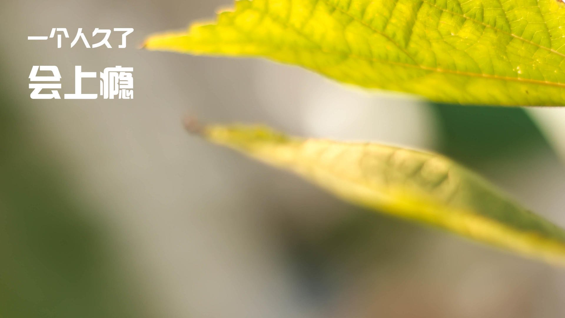 全国青年羽毛球锦标赛竞争激烈,2021全国青年羽毛球赛事