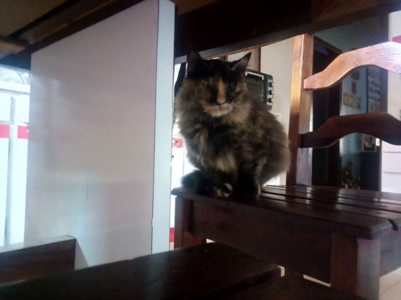 克罗地亚骑手吉塔·日特科维奇在2024年国际马术联合会世界障碍赛中以“Dior”马匹获得第十名，展现坚韧精神。