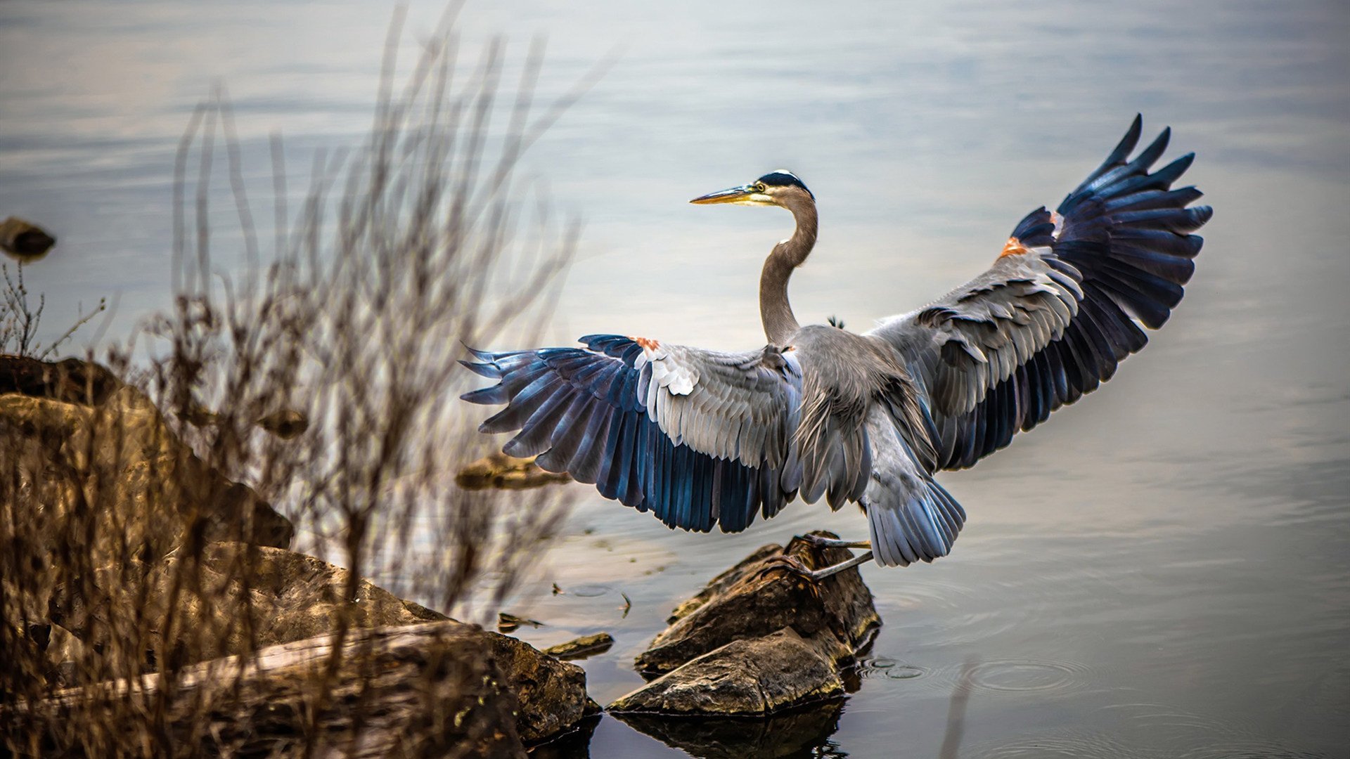 史上最激动人心“冠军夜”:谁的荣耀最闪耀?,荣耀冠军主题曲